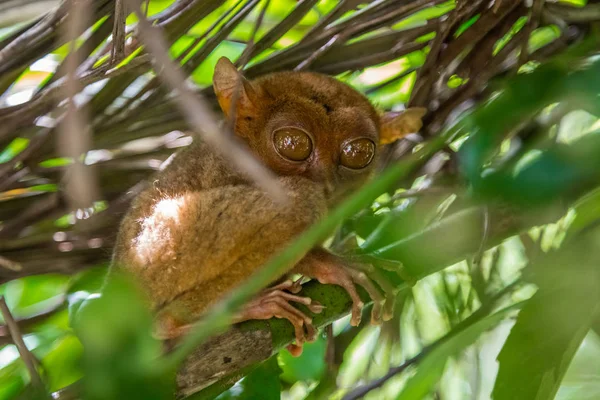 Tarsier egy fán a Fülöp-szigeteki Bohol Tarsier szentélynél — Stock Fotó