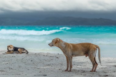 Beyaz kum ve turkuaz masmavi deniz Boracay, Filipinler ile sahilde iki köpek