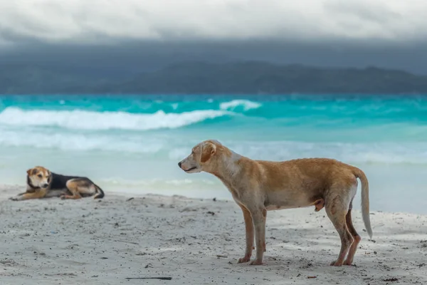 Beyaz kum ve turkuaz masmavi deniz Boracay, Filipinler ile sahilde iki köpek