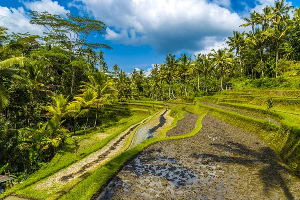 Tegallalang yeşil pirinç terasları Bali, Endonezya — Stok fotoğraf