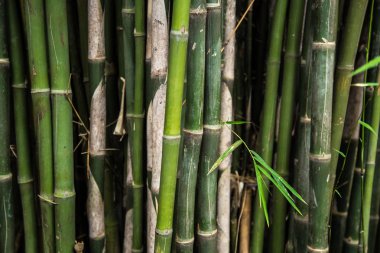 Yeşil Bambu orman ağacı Arashiyama yakınındaki Kyoto, Japonya