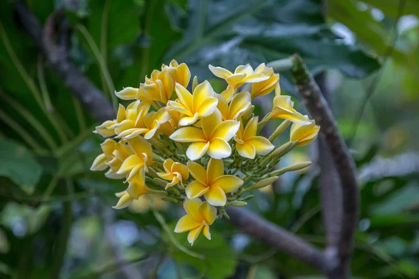 Beyaz ve sarı plumeria çiçekler bir ağaç üzerinde — Stok fotoğraf