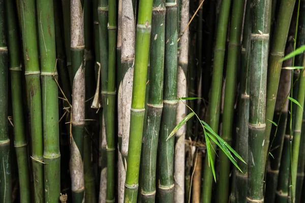 Yeşil Bambu orman ağacı Arashiyama yakınındaki Kyoto, Japonya
