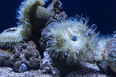 Akvaryumun koyu mavi suyunda deniz şakayığı. Deniz yaşamı geçmişi.