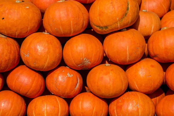 Mini orange pumpkins in bulk at the farmers market in the fall — Stock Photo, Image