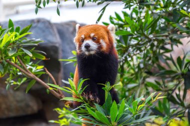 Ağaç tırmanma nadir tür Red panda bear