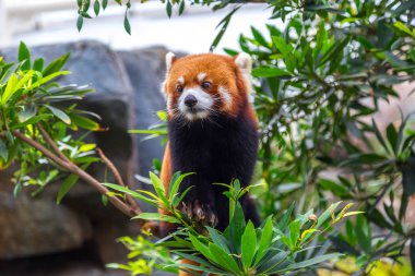 Rare specimen Red panda bear climbing tree clipart