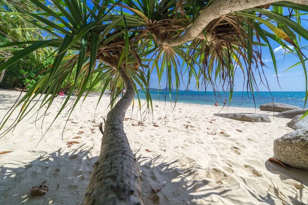Palmy, moře a krásné tropické tajné beach — Stock fotografie