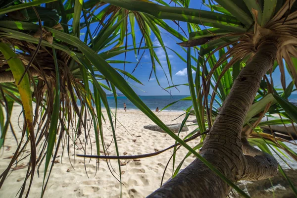 Palmas, mar e bela praia secreta tropical — Fotografia de Stock