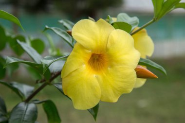 Sarı Hibiscus tropikal bahçede çiçek açan