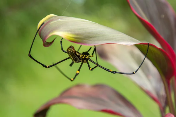 Büyük örümcek Nephila renkli çiçek ormanda bir web dokuma Pilipes
