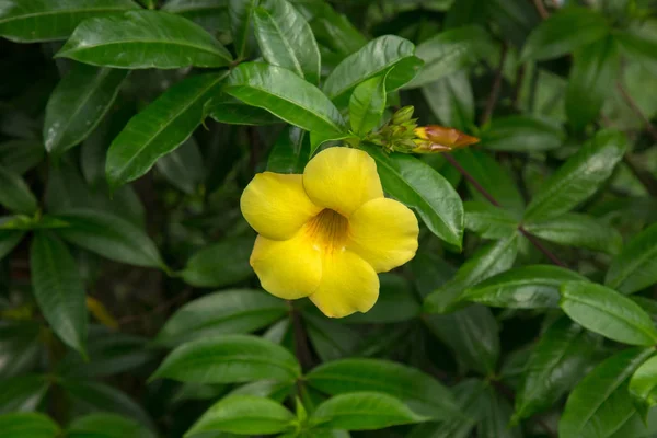 A trópusi kertben virágzó sárga hibiszkusz — Stock Fotó