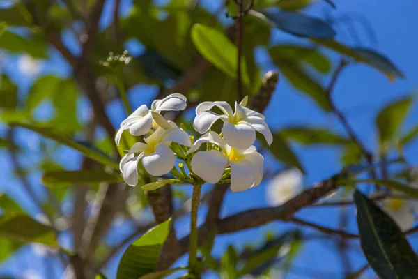 Flor de Plumeria en el árbol de la plomería —  Fotos de Stock