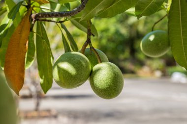 Ambarella fruit on the tree. Spondias dulcis.