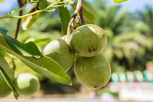 Frutto di ambarella sull'albero. Spondias dulcis . — Foto Stock