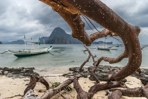 Dead tree over beach with branches on the beach sea after typhoon at cloudy dramatic day in El Nido, Palawan, Philippines. — Stockfoto