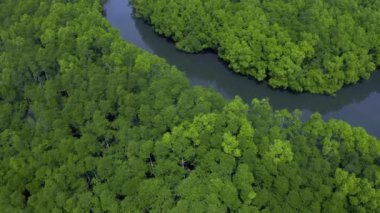 Yeşil Mangrov orman ve nehir Coron, Busuanga, Filipinler. Havadan görünüm 4k