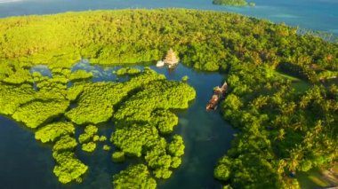 Nehirde tropik mangrov yeşil ağaç orman havadan görünümü