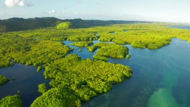 Анхільханас архіпелагу, Затоплена Амазонія лісу в негр, Амазонас, Бразилія — стокове відео