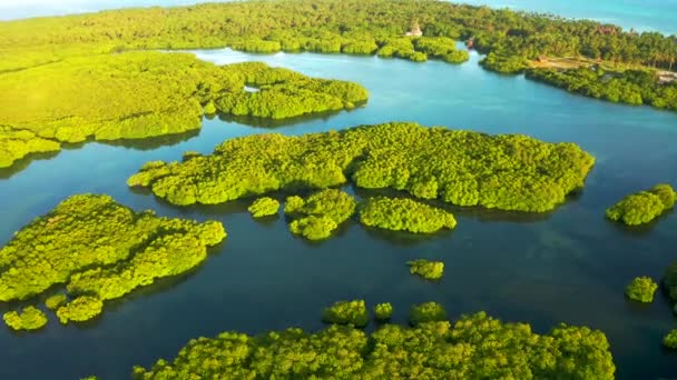 Вид с воздуха на реку в тропическом лесу, Латинская Америка — стоковое видео