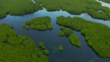 Negro Nehri'nde amazon yağmur ormanları sular altında, Amazonas, Brezilya