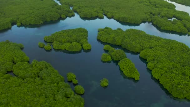 Forêt amazonienne inondée dans la rivière Negro, Amazonas, Brésil — Video