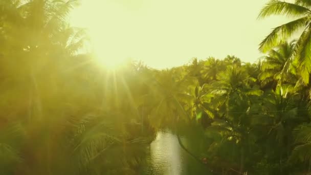 Sonnenuntergang Natur Flusslandschaft und Palmen Luftaufnahme. Menschen haben aktiven Spaß im Fluss. — Stockvideo