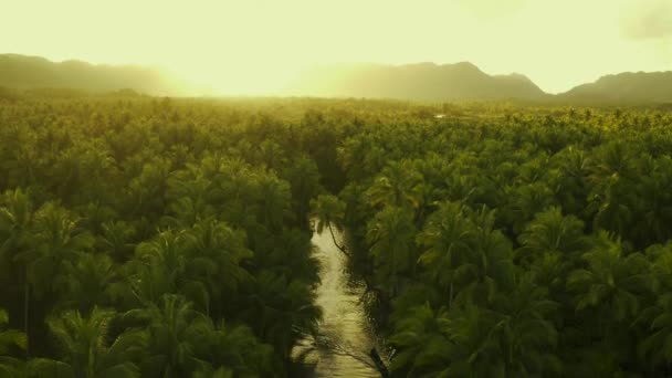 Palm Tree Jungle i Filippinerna. konceptet om Wanderlust Tropical Travels. sväng på älven. Människor som har roligt i floden. — Stockvideo