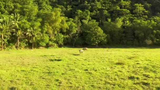 Campagna tropicale con foresta verde, campo e bufalo. Toro Carabao in un paesaggio soleggiato. Terra rurale asiatica e agricoltura a Siargao, Filippine . — Video Stock