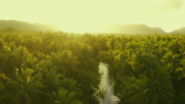 Coucher de soleil nature rivière paysage et palmiers vue aérienne. Les gens qui s'amusent activement dans la rivière . — Video