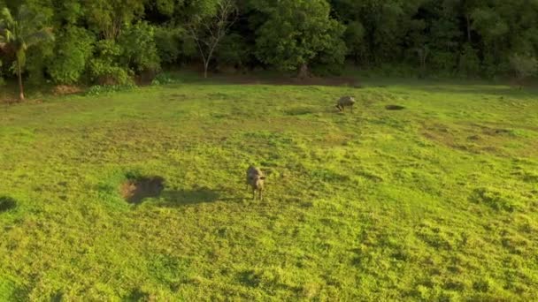 Campo tropical com floresta verde, campo e búfalo. Carabao touro em paisagem ensolarada. Terras rurais asiáticas e agricultura em Siargao, Filipinas . — Vídeo de Stock