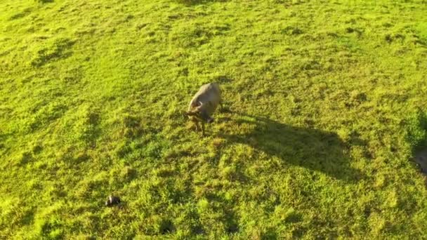 Tropisk landsbygd med grön skog, fält och buffel. Carabao Bull i soligt landskap. Asiatiska landsbygden mark och jordbruk i Siargao, Filippinerna. — Stockvideo