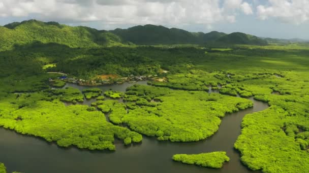 Flygfoto av mangroveskog och river på ön Siargao. Mangrove djungler, träd, river. Mangrove landskap. Filippinerna. — Stockvideo