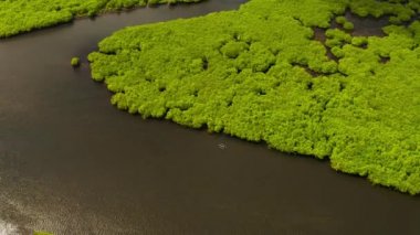 Siargao, Filipinler bir kuş bakışı adadaki yağmur ormanları ve yeşil ağaçlar