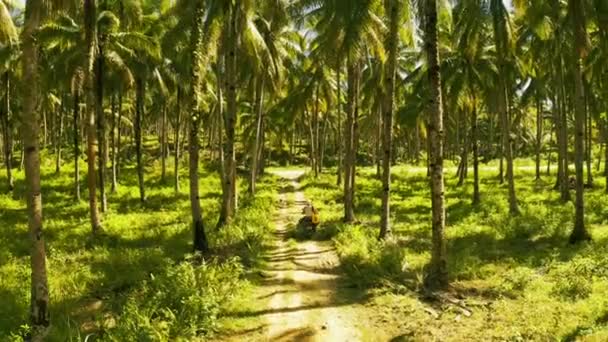 Vue aérienne de jeunes couples de touristes en moto sur parmi les cocotiers à Siargao, Philippines .