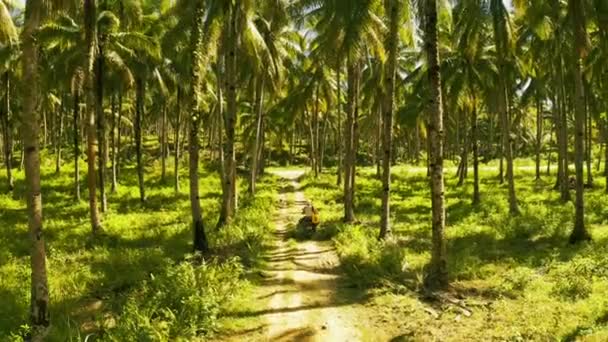 Vista aérea de una joven pareja de turistas montando una moto entre palmeras de coco en Siargao, Filipinas . — Vídeos de Stock