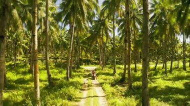 Siargao, Filipinler hindistan cevizi avuç içi arasında bir motosiklet sürme turistlerin genç çift havadan görünümü.