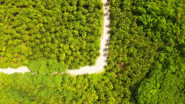 Luchtfoto van de weg ergens tussen kokospalmen in Siargao, Filippijnen. — Stockvideo