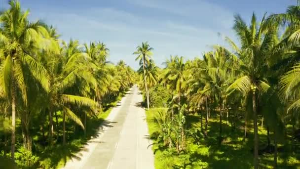 Widok z lotu ptaka na drogę gdzieś wśród palm kokosowych w Siargao, Filipiny. — Wideo stockowe