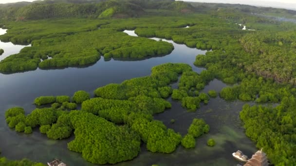Luchtfoto van mangrovebos en rivier op het eiland Siargao. Mangrove jungles, bomen, rivier. Mangrove landschap. Filippijnen. — Stockvideo