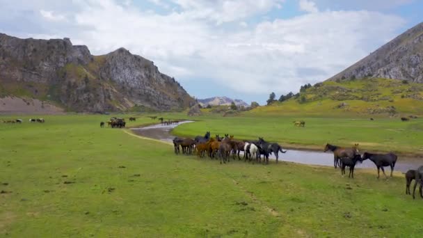 Un troupeau de chevaux paissent dans une prairie verdoyante le long de la rivière dans les Alpes de Nouvelle-Zélande. Vue aérienne 4K. — Video