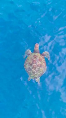 Palau 'da berrak mavi okyanus suyunda yüzen bir deniz kaplumbağasının havadan görünüşü..
