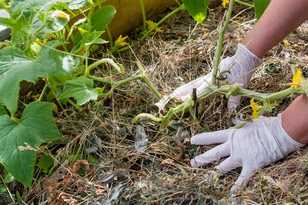 Mulching Root Cucumber Your Hands Gloves — Stock Photo, Image