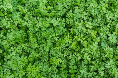 Bahçede yeşil maydanoz yaprakları