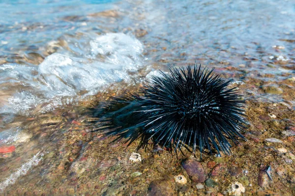 sea urchin in the rocks of the sea