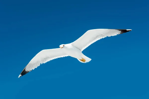 Möwe Mit Offenem Schnabel Gegen Den Himmel — Stockfoto