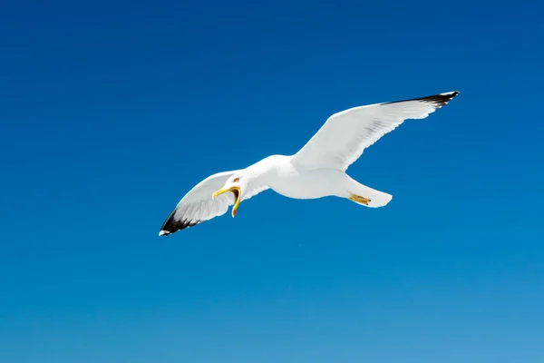 Mouette Avec Bec Ouvert Contre Ciel — Photo