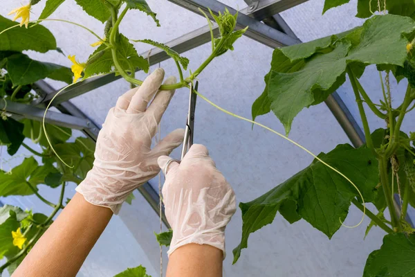 Hände Des Gärtners Schnitten Den Schnurrbart Der Gurken Gewächshaus — Stockfoto