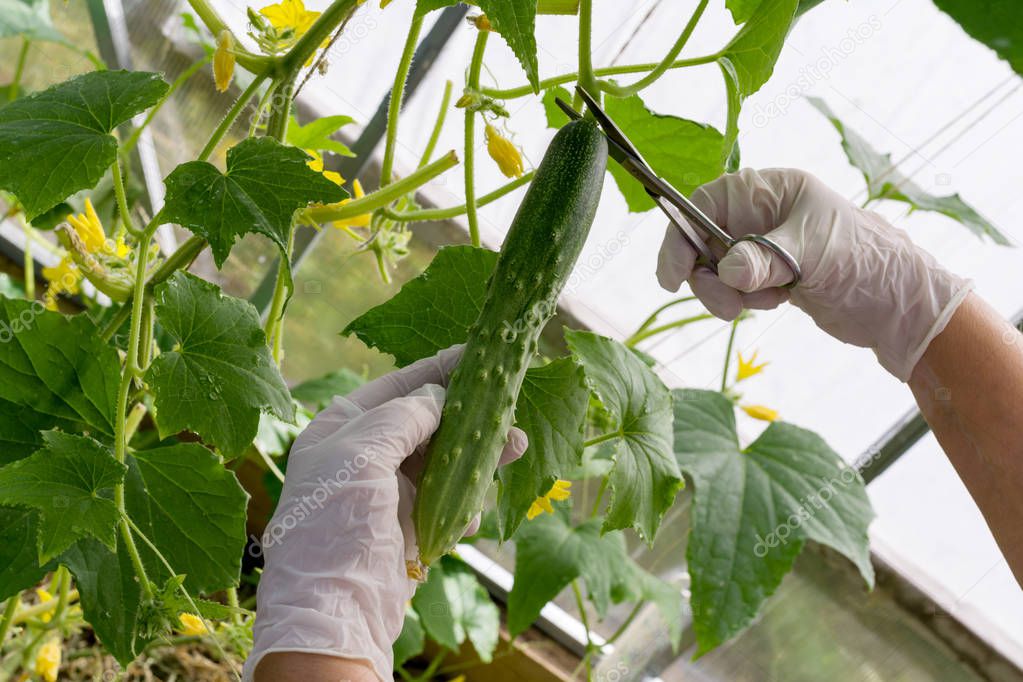 picking cucumbers in the greenhouse with your hands