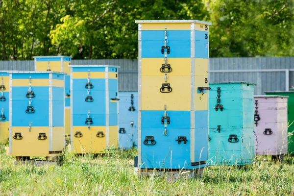 Mehrere Bienenstöcke Bienenhaus — Stockfoto